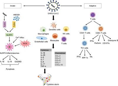Hyperinflammatory Immune Response and <mark class="highlighted">COVID</mark>-19: A Double Edged Sword